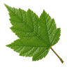 Leaf